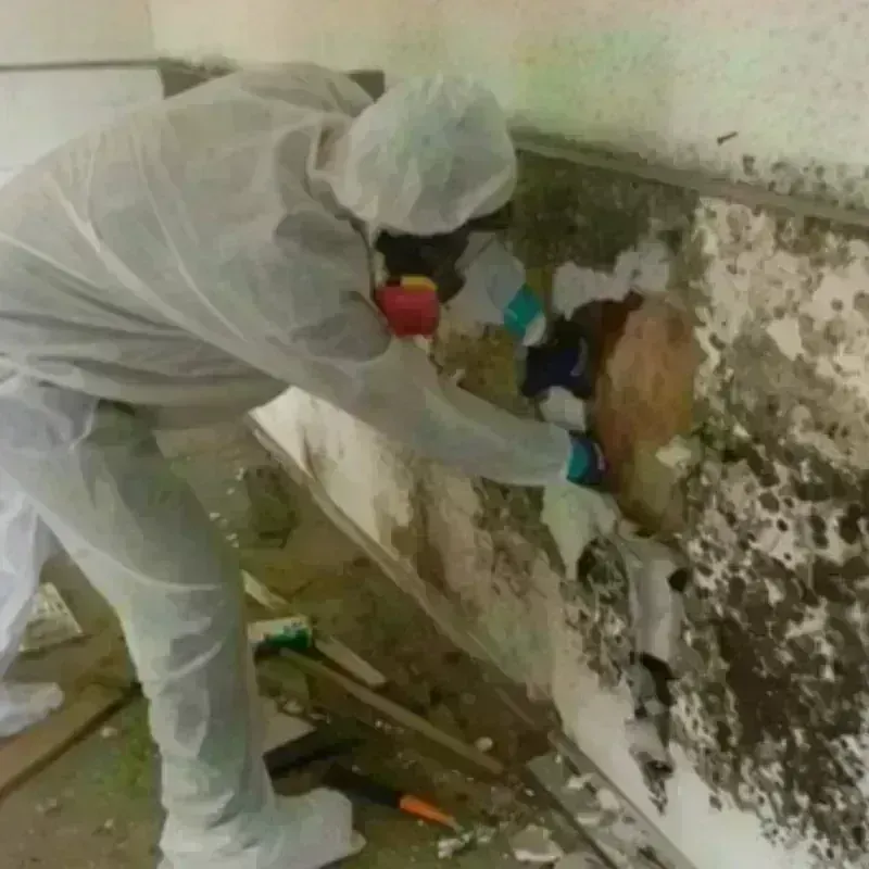 Mold Remediation and Removal in Wellington, OH